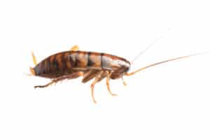 Image of cockroach nymph on white background