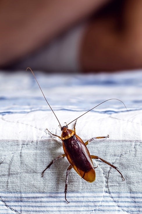  Cockroach climbs onto a bed.