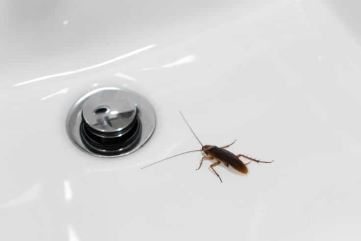  Cockroach in a sink inside a home.