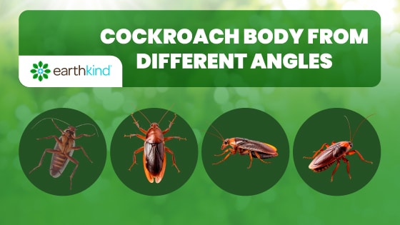 Close up of a cockroach body from different angles