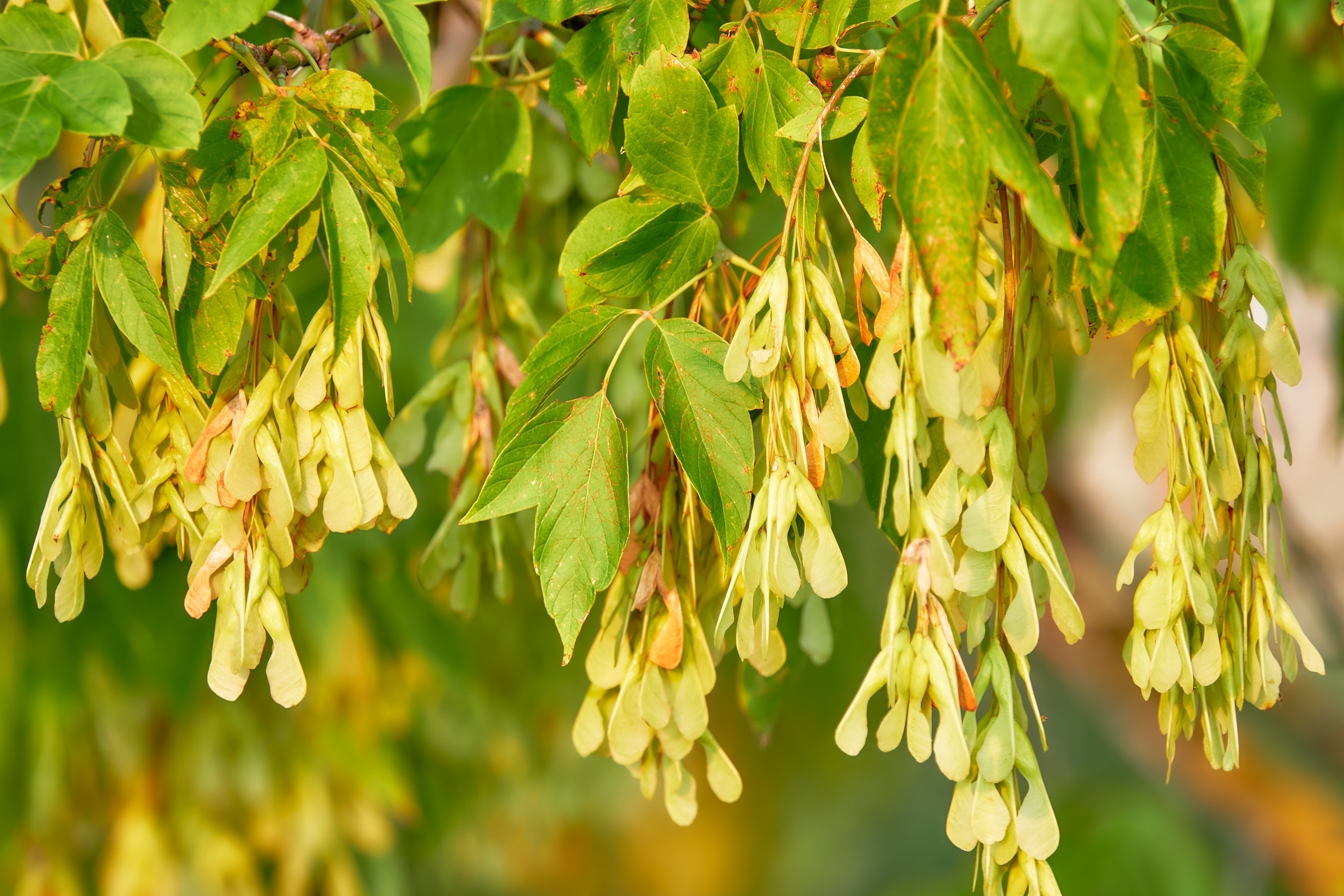Acer-negundo-the-box-elder-boxelder-maple-Manitoba-maple-or-ash-leaved-maple-is-a-species-of-maple-native-to-North-America